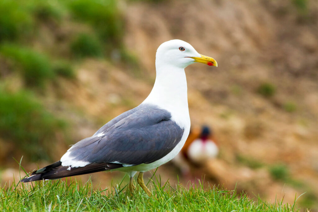 Gulls Shifting their Habitats to Urban areas revealed in Groundbreaking Study